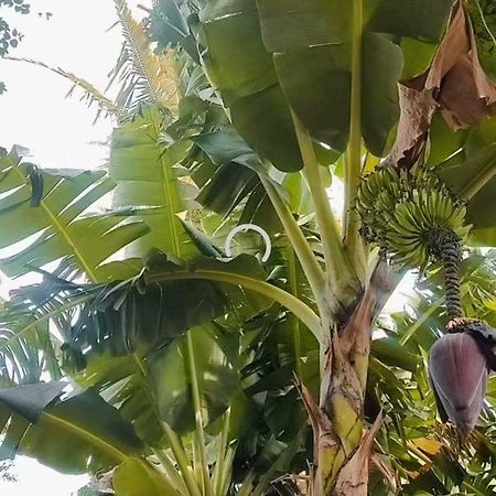 Pe De Pitanga - Unica Casa Arborizada Do Quarteirao Com Arvores Frutiferas Maringa Bagian luar foto