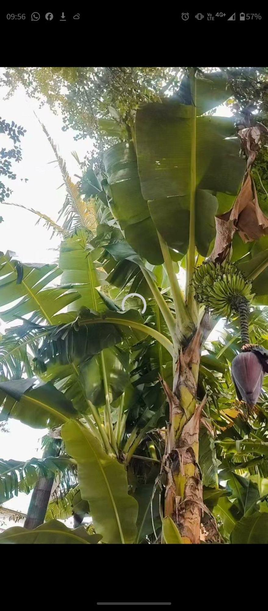 Pe De Pitanga - Unica Casa Arborizada Do Quarteirao Com Arvores Frutiferas Maringa Bagian luar foto